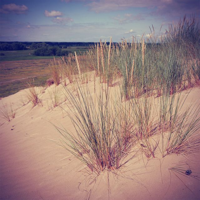 Sanddüne Klein Schmölen Gras